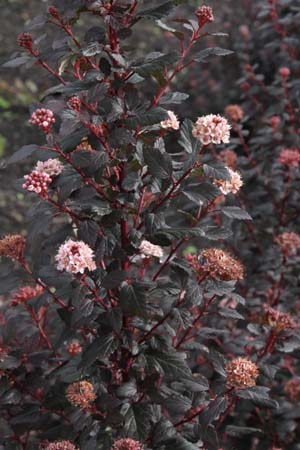 Physocarpus