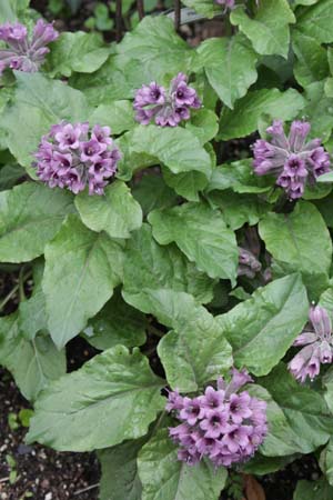 Physochlaina orientalis