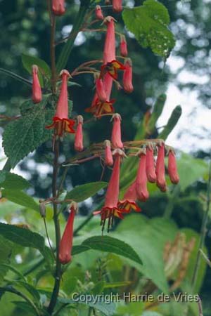 Phygelius