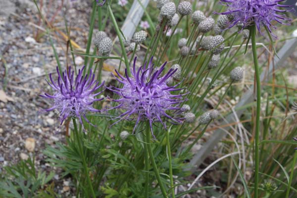 PHYTEUMA scheuczeri columnae