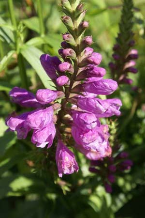 PHYSOSTEGIA virginiana 'Vivid'