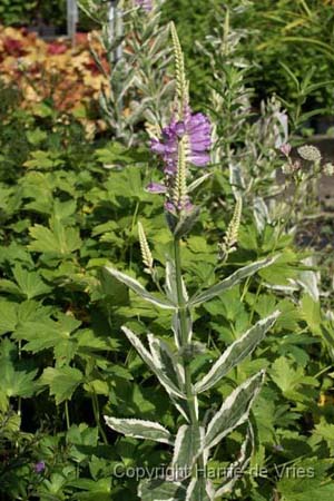 Physostegia