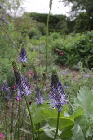 PHYTEUMA zahlbruckneri (syn. P. persicifolium)