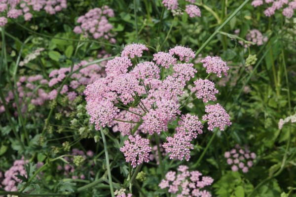 Pimpinella