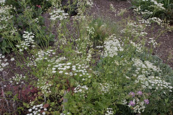 Pimpinella saxifraga