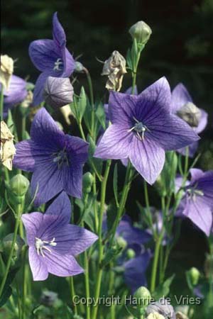 Platycodon