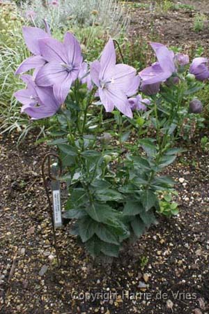 Platycodon grandiflorus 'Amethyst Star'
