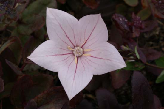 PLATYCODON grandiflorus 'Fuji Pink'