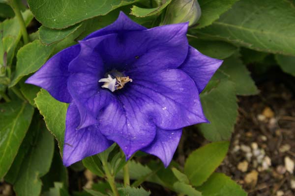 PLATYCODON grandiflorus 'Astra Blue Double'