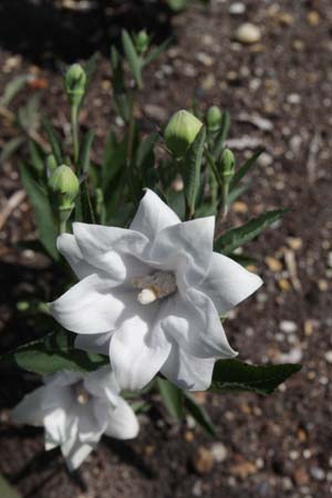 Platycodon grandiflorus 'Album Plenum'