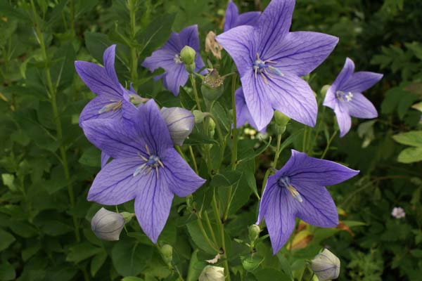 Platycodon grandiflorus coll. China