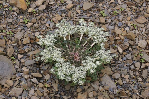 Pleurospermum