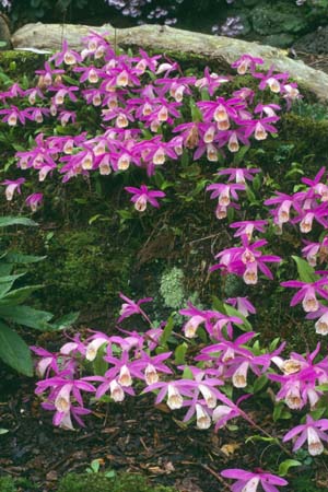 Pleione