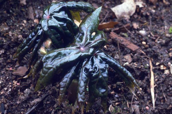 Podophyllum delavayi