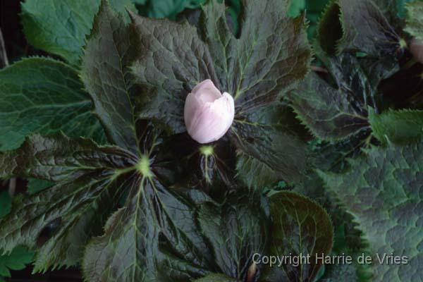 Podophyllum hexandrum
