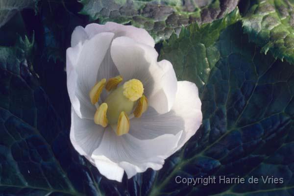 Podophyllum hexandrum