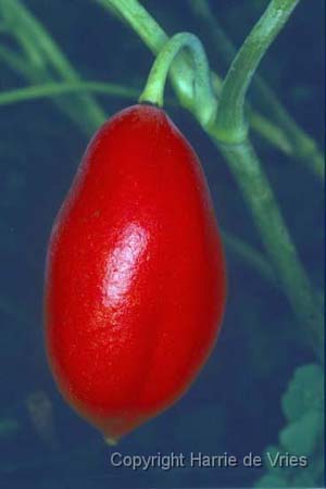 Podophyllum hexandrum