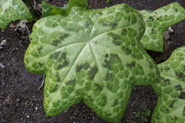 PODOPHYLLUM 'Kaleidoscope'