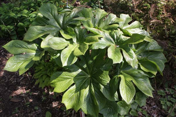 PODOPHYLLUM mairei (syn. Dysosma aurantiocaulis)