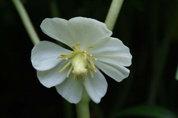 Podophyllum peltatum