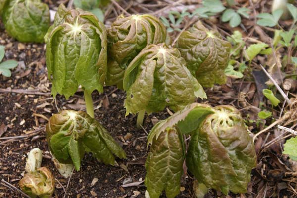 Podophyllum peltatum