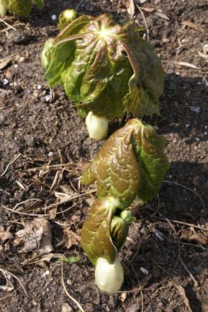 Podophyllum peltatum
