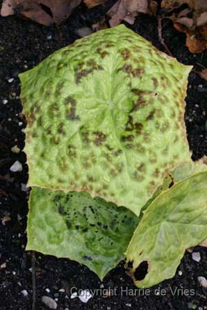 PODOPHYLLUM 'Spotty Dotty'