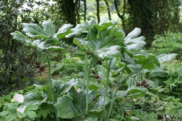 PODOPHYLLUM versipelle