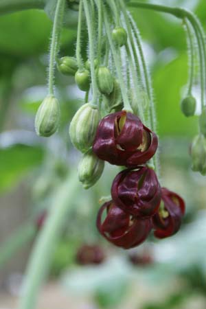 Podophyllum versipelle