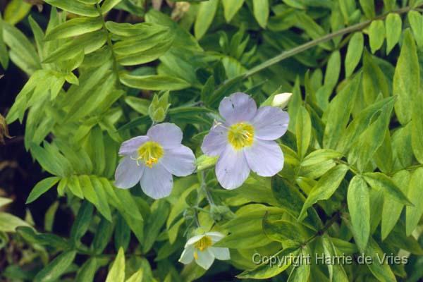 Polemonium