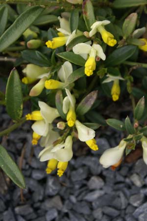 Polygala