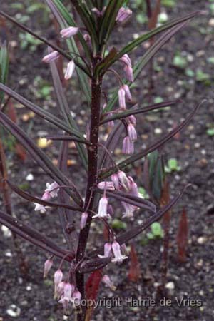 Polygonatum curvistylum