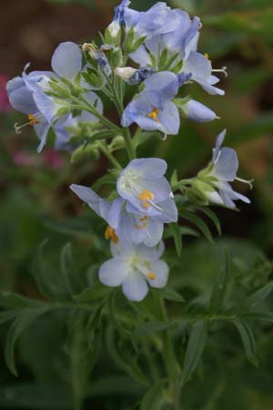 Polemonium 'Idylle'