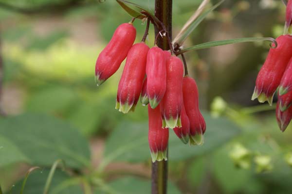 Polygonatum kingianum 'Red Form'