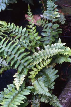Polystichum munitum