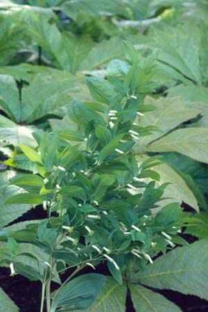 Polygonatum multiflorum 'Ramosissima'