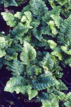 Polystichum setiferum 'Congestum'