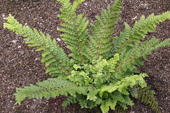 Polystichum setiferum 'Nantes'