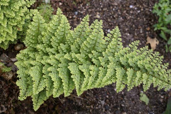 Polystichum setiferum 'Plumosomultilobum'