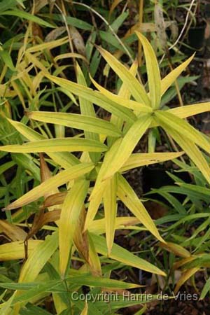 Polygonatum verticillatum rubrum