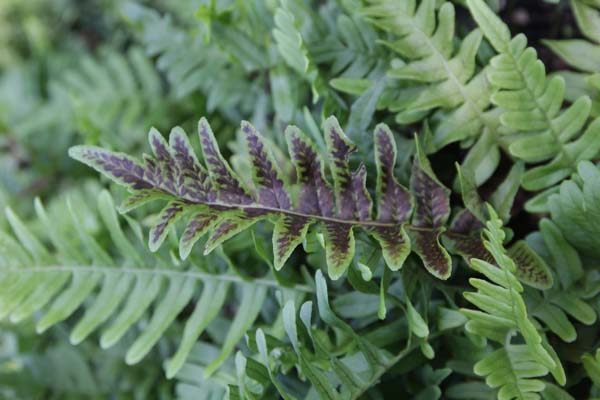 Polypodium vulgare