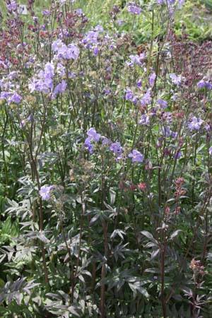 POLEMONIUM yezoense 'Purple Rain Strain'