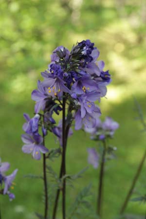 Polemonium yezoense 'Purple Rain Strain'