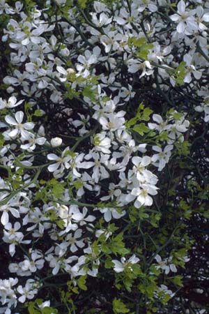Poncirus trifoliata