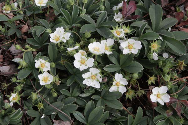 Potentilla alba