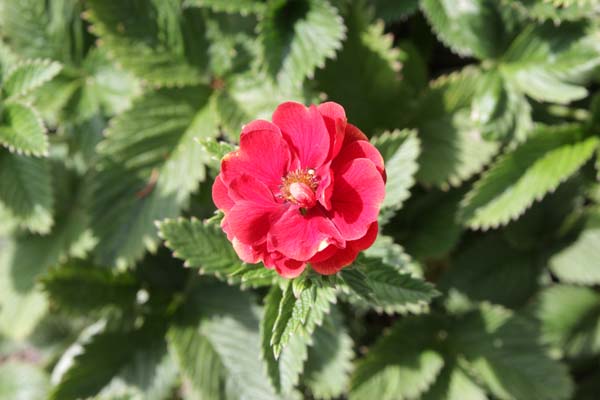 Potentilla 'Arc en Ciel'