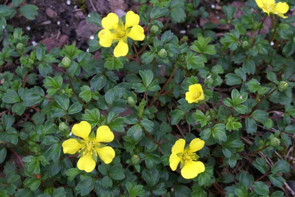Potentilla eriocarpa