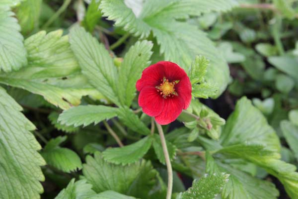 Potentilla 'Flamboyant'