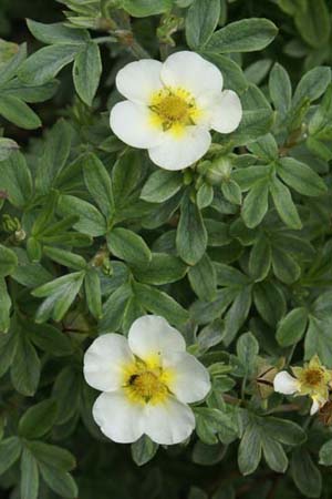 Potentilla fruticosa 'Vilmoriniana'