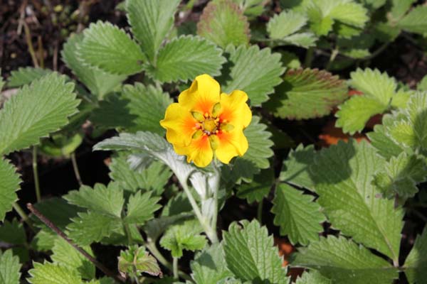 Potentilla x suendermannii hort.